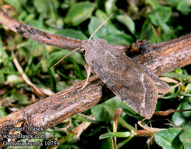 Orthosia incerta Clouded Drab Orthosie variable Piętnówka zmiennica