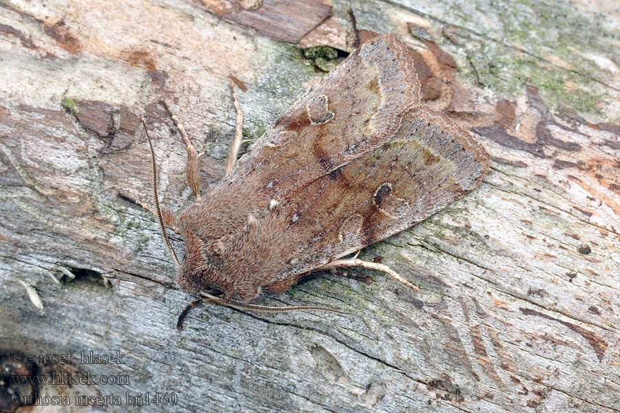 Jarnice březnová Orthosia incerta