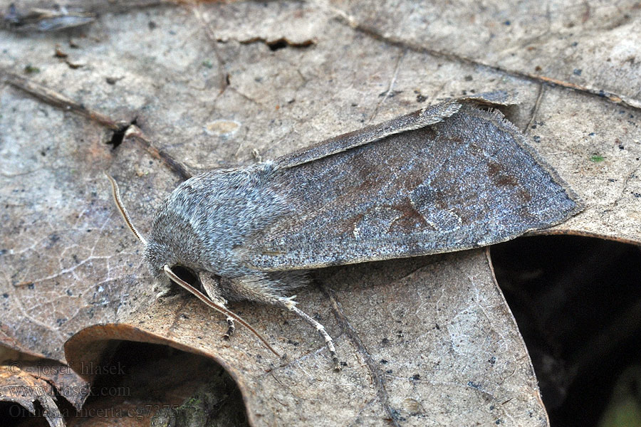 Variabele voorjaarsuil Orthosia incerta