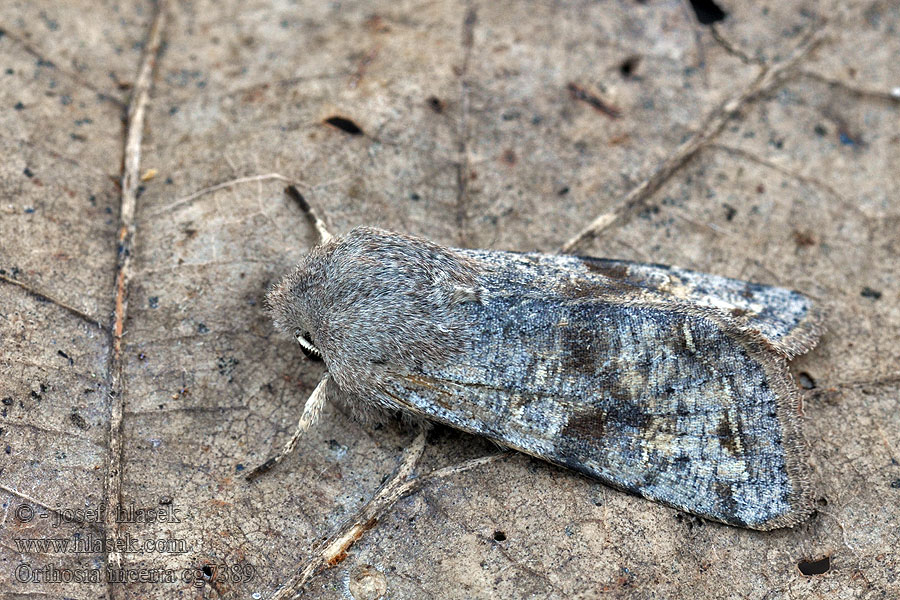 Föränderligt sälgfly Változékony fésűsbagoly Orthosia incerta