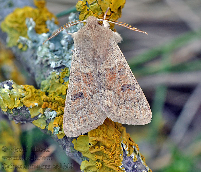 Orthosia miniosa Monima Jarnice zardělá Rötliche Kätzcheneule