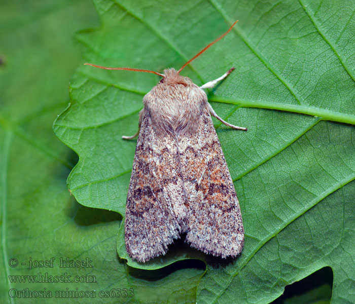 Blossom underwing Mora načervenalá Orthosie rougeoyante