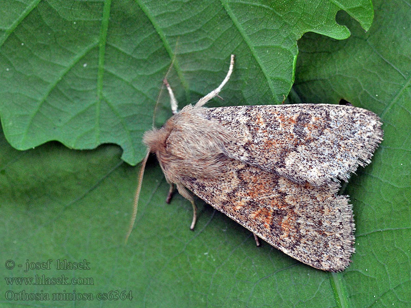 Jarnice zardělá Orthosia miniosa