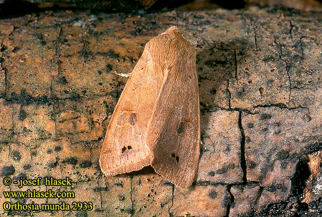 Orthosia munda 2933 UK: Twin-spotted Quaker DE: Braungelbe Frühlingseule CZ: jarnice černoskvrnná