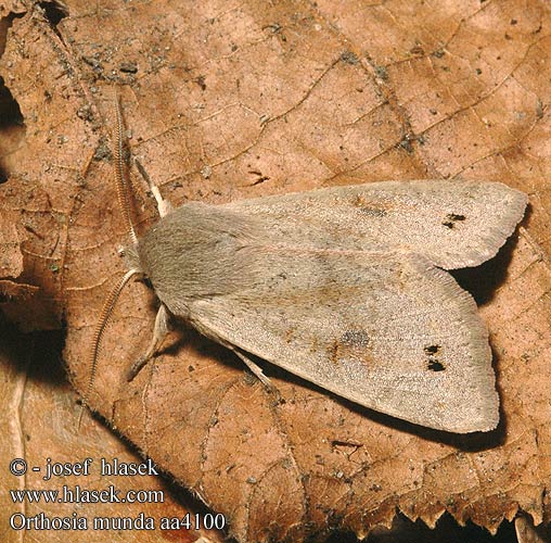 Orthosia munda aa4100 UK: Twin-spotted Quaker DE: Braungelbe Frühlingseule CZ: jarnice černoskvrnná