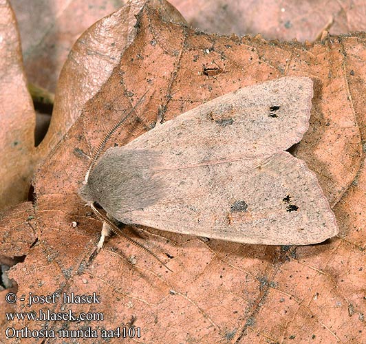 Orthosia munda aa4101 UK: Twin-spotted Quaker DE: Braungelbe Frühlingseule CZ: jarnice černoskvrnná