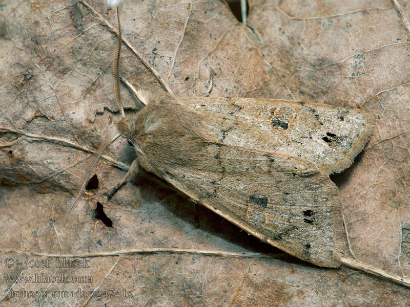 Orthosia munda Twin-spotted Quaker Braungelbe Frühlingseule