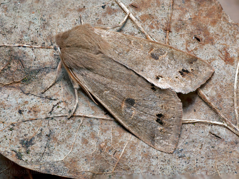 Orthosia munda Anorthoa Perigrapha Jarnice černoskvrnná