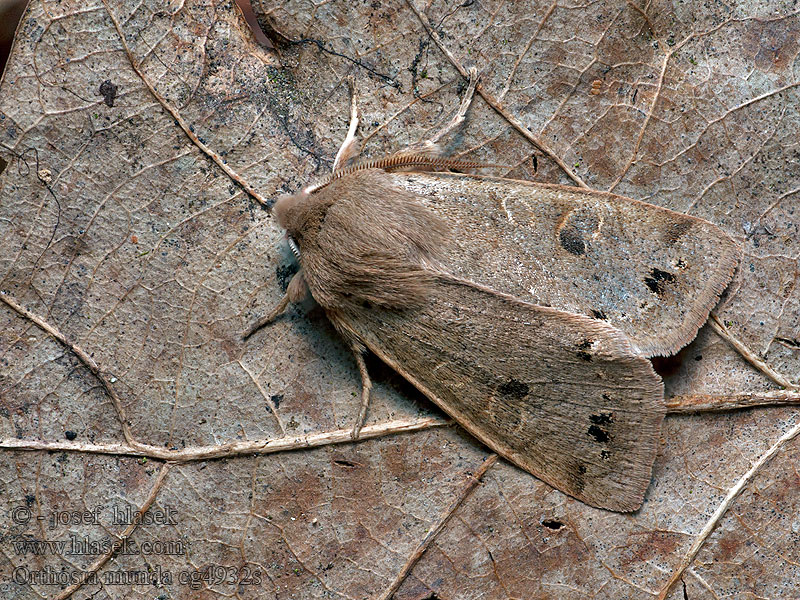 Jarnice černoskvrnná Orthosia Perigrapha Anorthoa munda