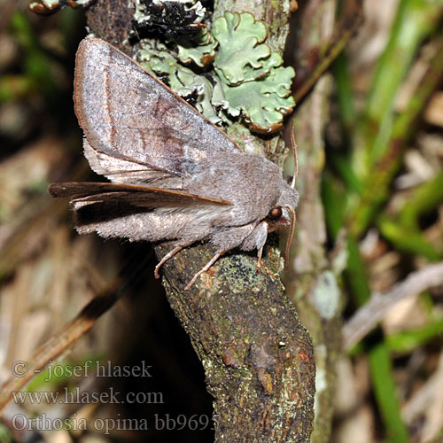 Orthosia opima Moorheiden-Frühlingseule Sinerväraitayökkönen