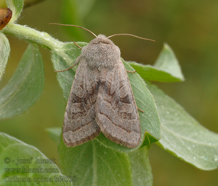 Brunbandat sälgfly Ранняя совка серая