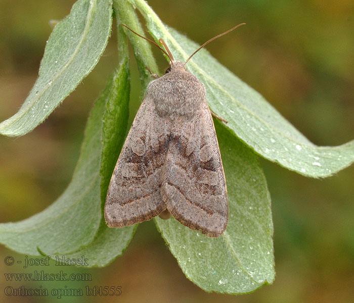 Jarnice šedá Orthosia opima