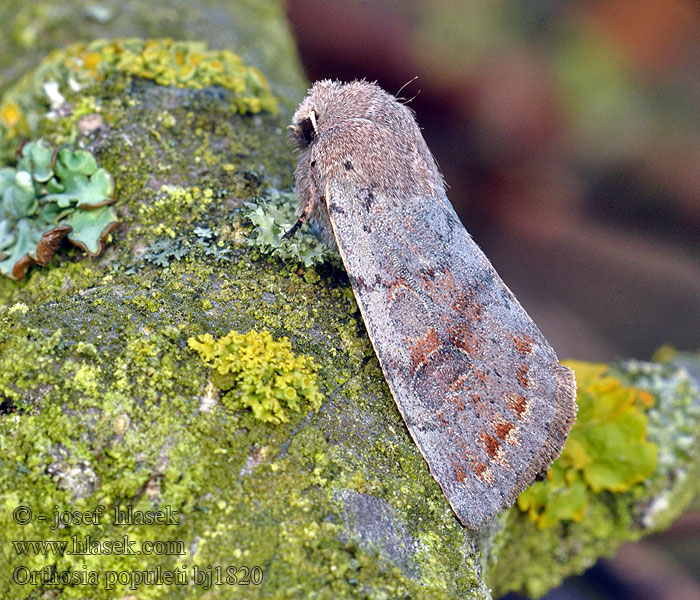 Orthosia populeti Jarnice topolová Pappelhain-Frühlingseule