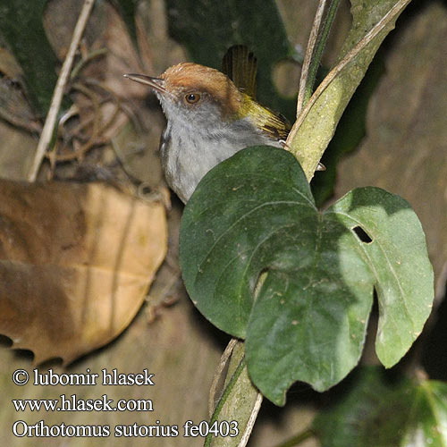 Orthotomus sutorius Common Tailorbird Krejčiřík obecný Rotstirn-Schneidervogel Indisk skrædderfugl Pitkäpyrstöräätäli Couturière longue queue Uccello sarto codalunga オナガサイホウチョウ Langstaart-snijdervogel Langhaleskredderfugl Krawczyk zwyczajny Славка-портниха Krajčírik dlhochvostý  火尾縫葉鶯 长尾缝叶莺  นกกระจิบธรรมดา