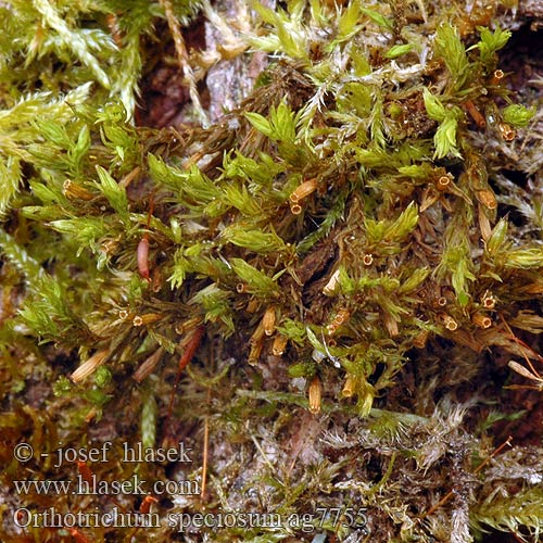 Orthotrichum speciosum Gradhaarmoose Szurpek kosmaty Šurpek úhledný