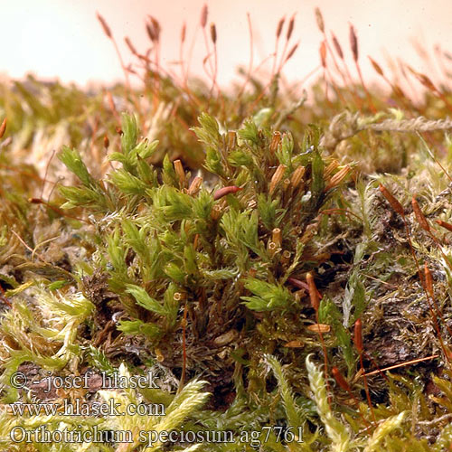 Orthotrichum speciosum Šurpek úhledný Trädhättemossa Ruige Haarmuts