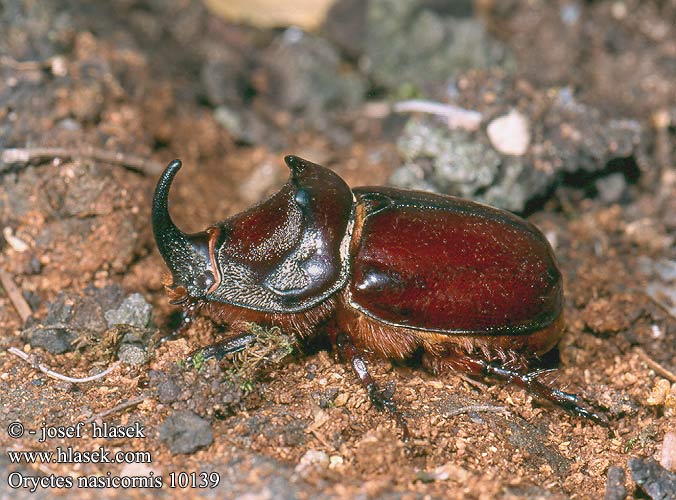 Oryctes nasicornis Nosorožík kapucínek Nashornkäfer Næsehornsbille