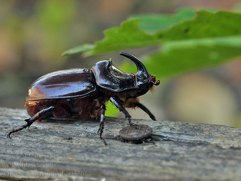 Nosorožtek obyčajný European rhinoceros beetle Noshornsbagge