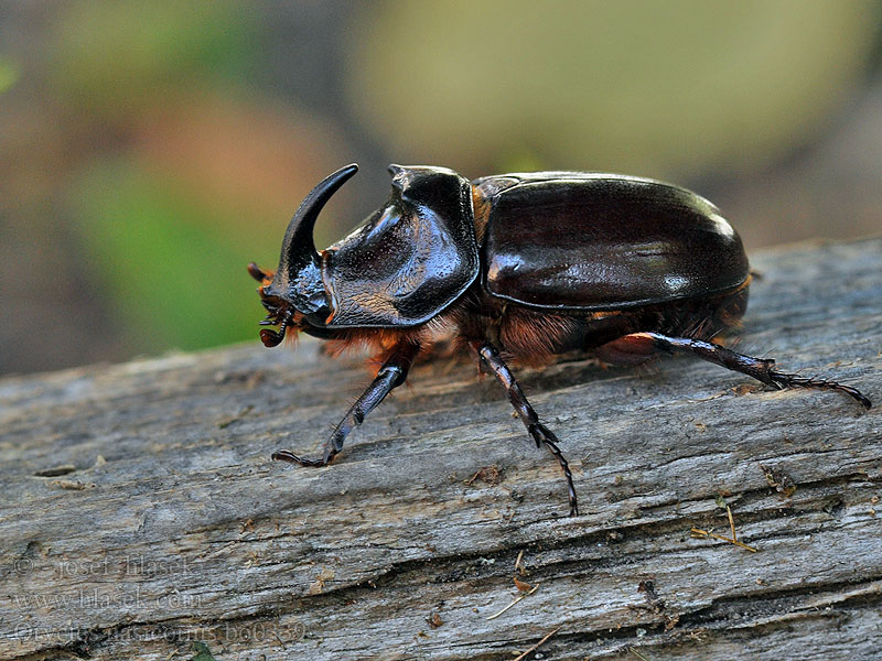 Neshornbille Бръмбарът носорог Escarabajo rinoceronte europeo Vabalas raganosis Scarabeo rinoceronte Жук-носоріг європейський 유럽코뿔소장수풍뎅이 Gândacul rinocer