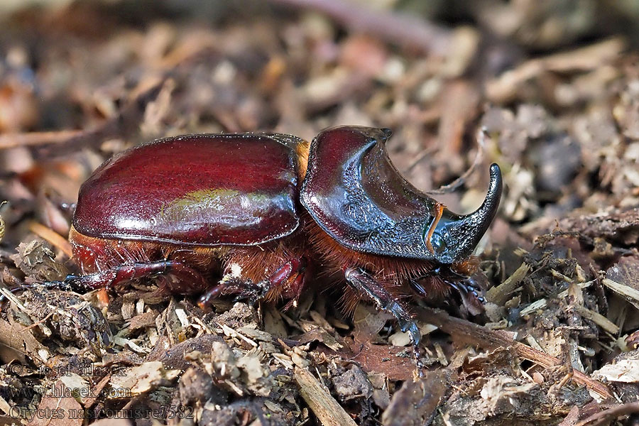 Orrszarvúbogár Neushoornkever Rohatyniec nosorożec Oryctes nasicornis