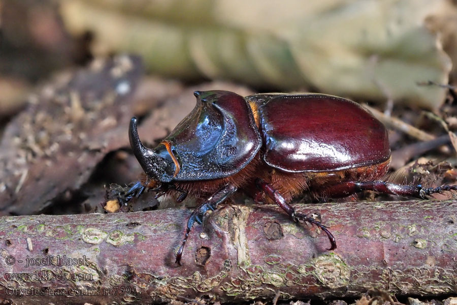 Sarvikuonokas Scarabée rhinocéros européen Oryctes nasicornis