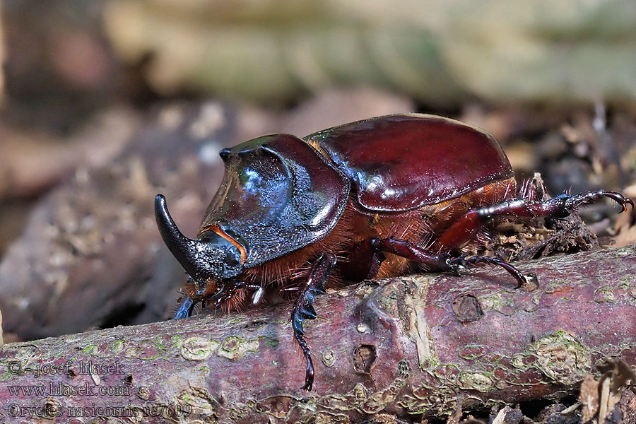 Nosorožík kapucínek Nashornkäfer Næsehornsbille Oryctes nasicornis