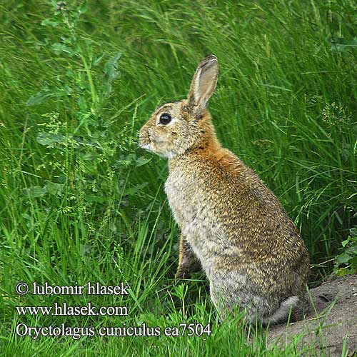 Oryctolagus cuniculus Wildkaninchen European Rabbit Coniello Coneyu Conill