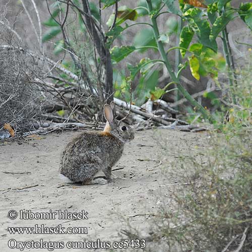 Oryctolagus cuniculus ee5433