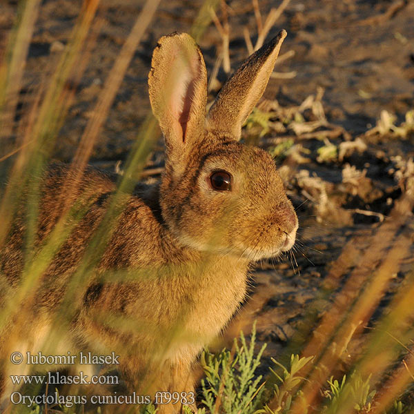 Oryctolagus cuniculus ff998