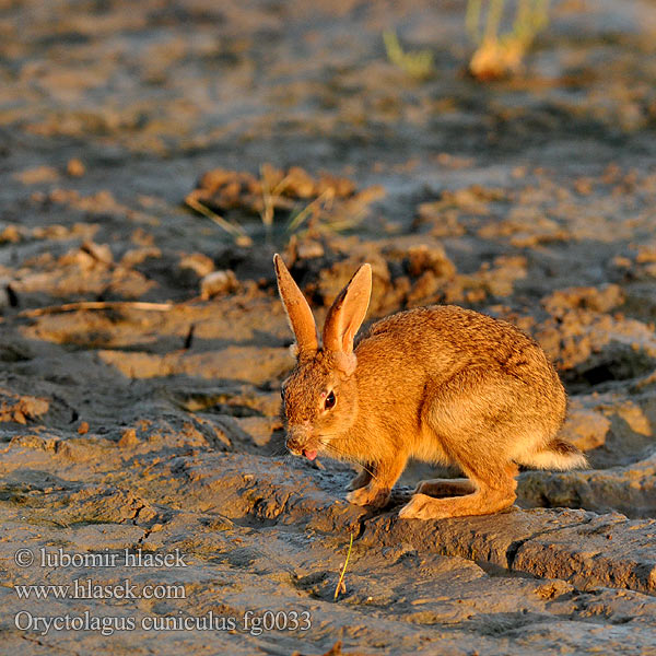 Oryctolagus cuniculus fg0033