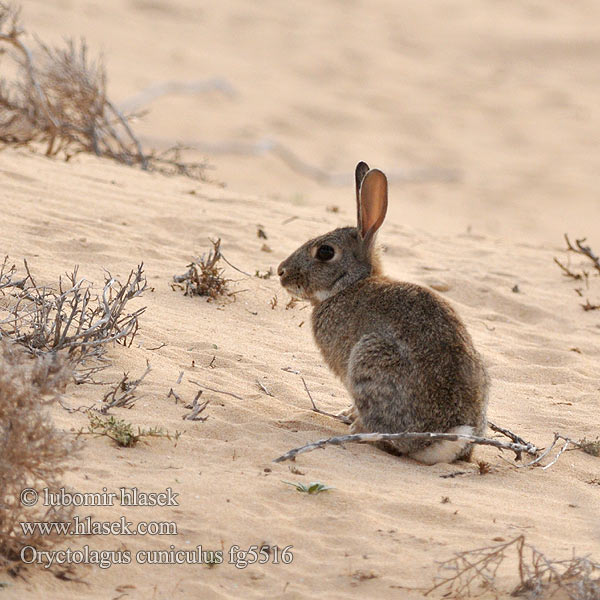 Oryctolagus cuniculus 家兔（ カイウサギ дикий кріль