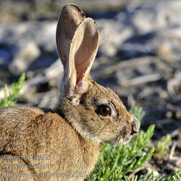 Králik divý Kaniini Europeisk kanin Avrupa ada tavşanı 家兔
