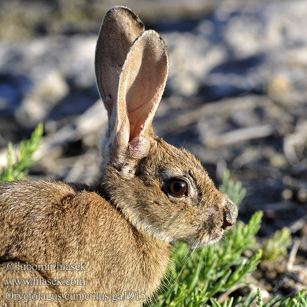 Oryctolagus cuniculus ga1915