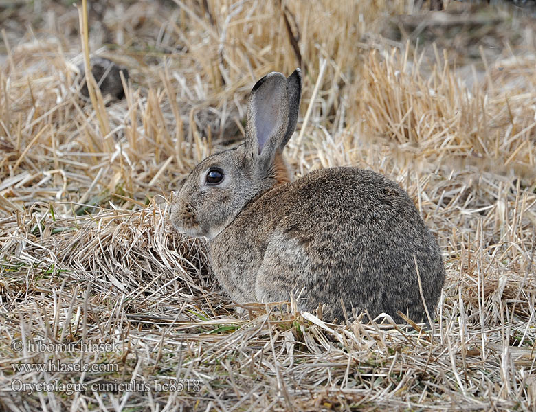 Iepure vizuină lapin Divji kunec Oryctolagus cuniculus