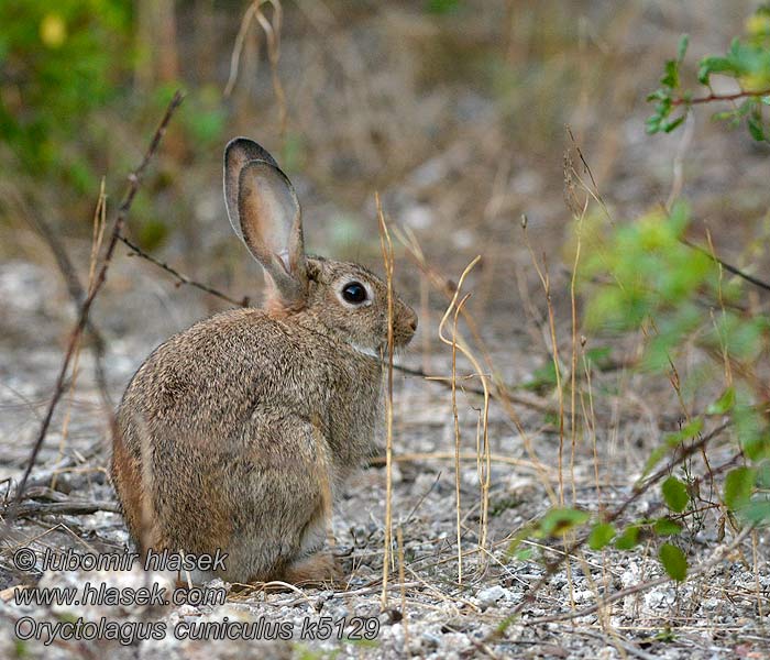 Wildkaninchen Oryctolagus cuniculus