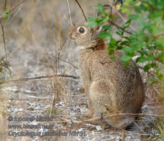 European Rabbit Oryctolagus cuniculus