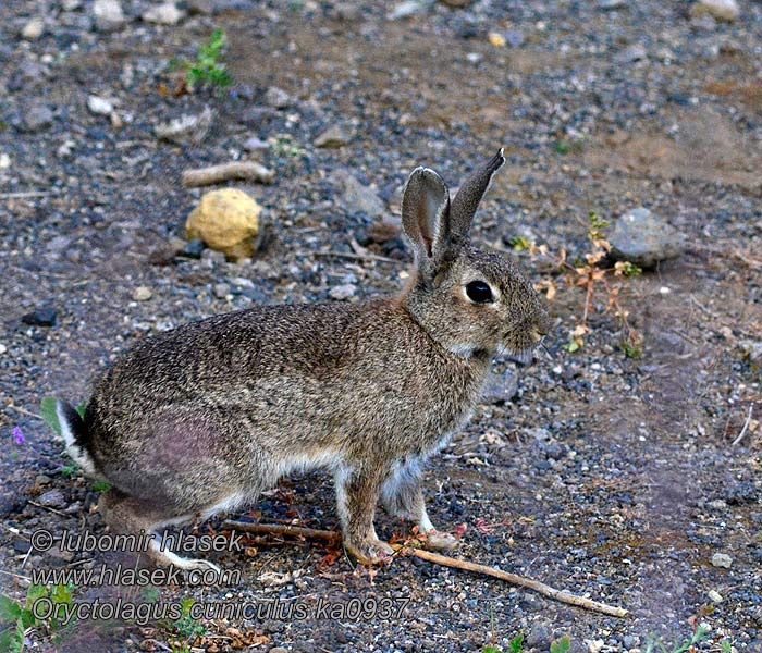 Coniello Oryctolagus cuniculus