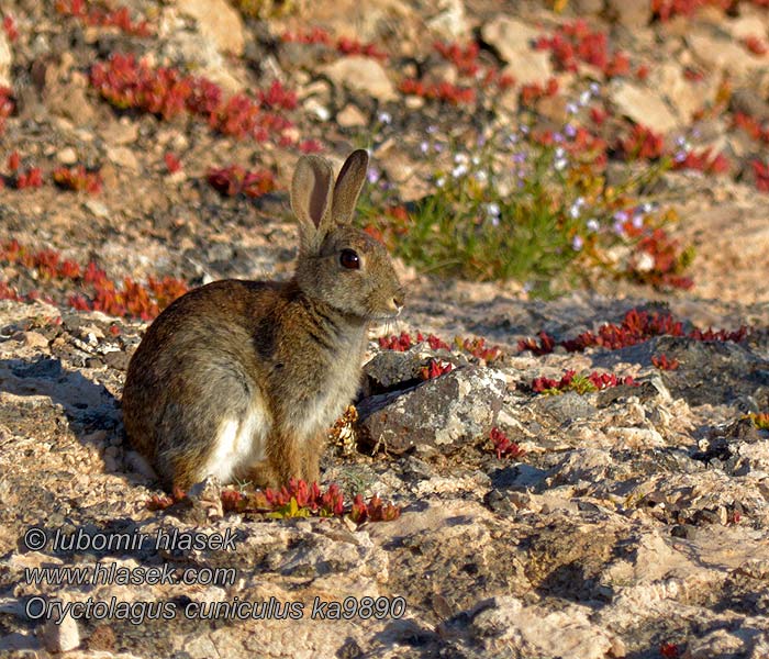 Oryctolagus_cuniculus_ka9890