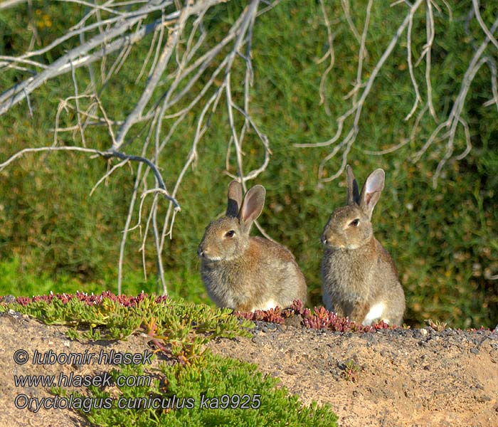 Oryctolagus_cuniculus_ka9925