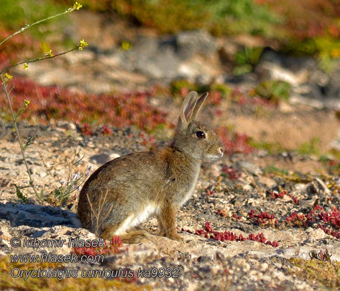 Vildkanin Oryctolagus cuniculus