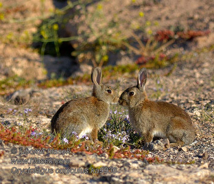 Lapin garenne Oryctolagus cuniculus