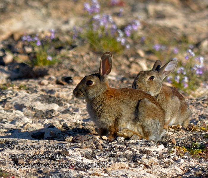 Coello Oryctolagus cuniculus