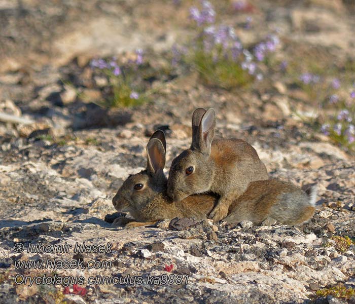 Patuljasti kunić Oryctolagus cuniculus