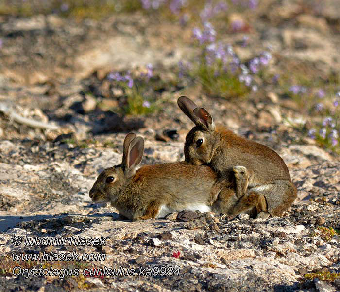 ארנבון מצוי Oryctolagus cuniculus