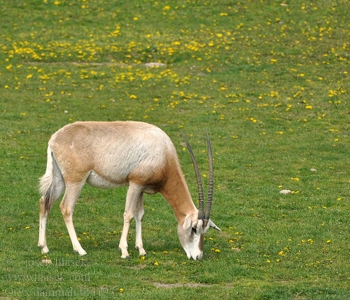 Oryx dammah Scimitar Horned Oryx Přímorožec šavlorohý Säbelantilope Oryx algazelle مها أبو حراب Algazel シロオリックス Oryks szablorogi Сахарский орикс Sapelibeisa Sabeloryx Kıvrık boynuzlu oriks Антилопа шаблерога 彎角劍羚 Saxara köpgəröküzü Oriks-semterenn Òrix blanc 긴칼뿔오릭스 Kardaragis oriksas Kardszarvú antilop