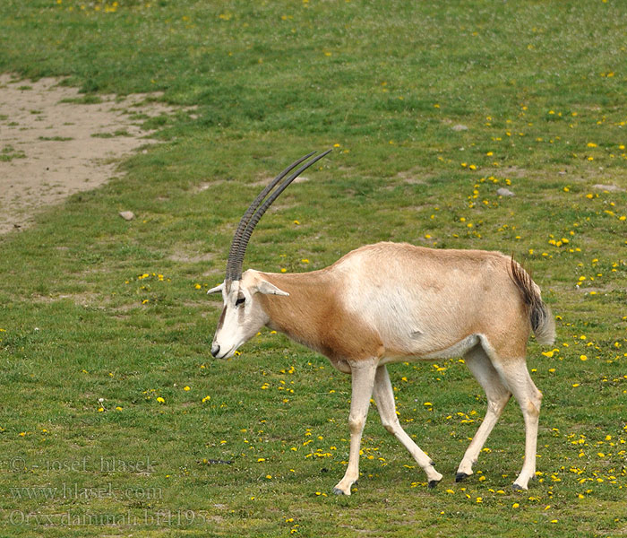 Säbelantilope Oryx algazelle مها أبو حراب Algazel シロオリックス Oryks szablorogi Сахарский орикс Sapelibeisa Sabeloryx Kıvrık boynuzlu oriks Антилопа шаблерога 彎角劍羚 Saxara köpgəröküzü Oriks-semterenn Òrix blanc 긴칼뿔오릭스 Kardaragis oriksas Kardszarvú antilop Oryx dammah Scimitar Horned Oryx Přímorožec šavlorohý