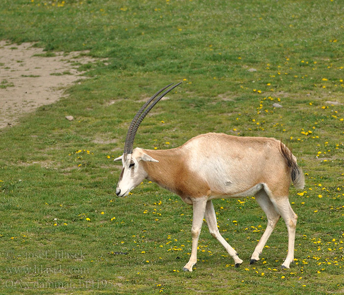 Säbelantilope Oryx algazelle مها أبو حراب Algazel シロオリックス Oryks szablorogi Сахарский орикс Sapelibeisa Sabeloryx Kıvrık boynuzlu oriks Антилопа шаблерога 彎角劍羚 Saxara köpgəröküzü Oriks-semterenn Òrix blanc 긴칼뿔오릭스 Kardaragis oriksas Kardszarvú antilop Oryx dammah Scimitar Horned Oryx Přímorožec šavlorohý