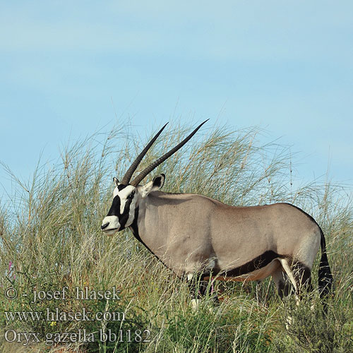 Oryx gazella Gemsbok Přímorožec jihoafrický Spießbock Oriks-antilopo Oryx gazelle Tiesiaragis oriksas Nyársas antilop オリックス Oryks południowy Órix Сернобык Beisa โอริกซ์ Орікс 南非劍羚