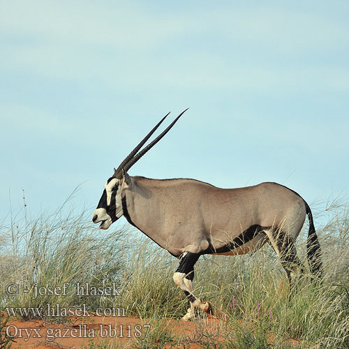 Spießbock Oriks-antilopo Oryx gazelle Tiesiaragis oriksas Nyársas antilop オリックス Oryks południowy Órix Сернобык Beisa โอริกซ์ Орікс 南非劍羚 Oryx gazella Gemsbok Přímorožec jihoafrický