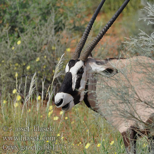 Nyársas antilop オリックス Oryks południowy Órix Сернобык Beisa โอริกซ์ Орікс 南非劍羚 Oryx gazella Gemsbok Přímorožec jihoafrický Spießbock Oriks-antilopo Oryx gazelle Tiesiaragis oriksas